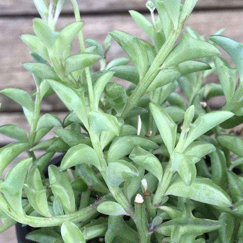 Close-up of green, dolphin shaped leaves growing from the crawling stem of Senecio peregrinus String of Dolphins.