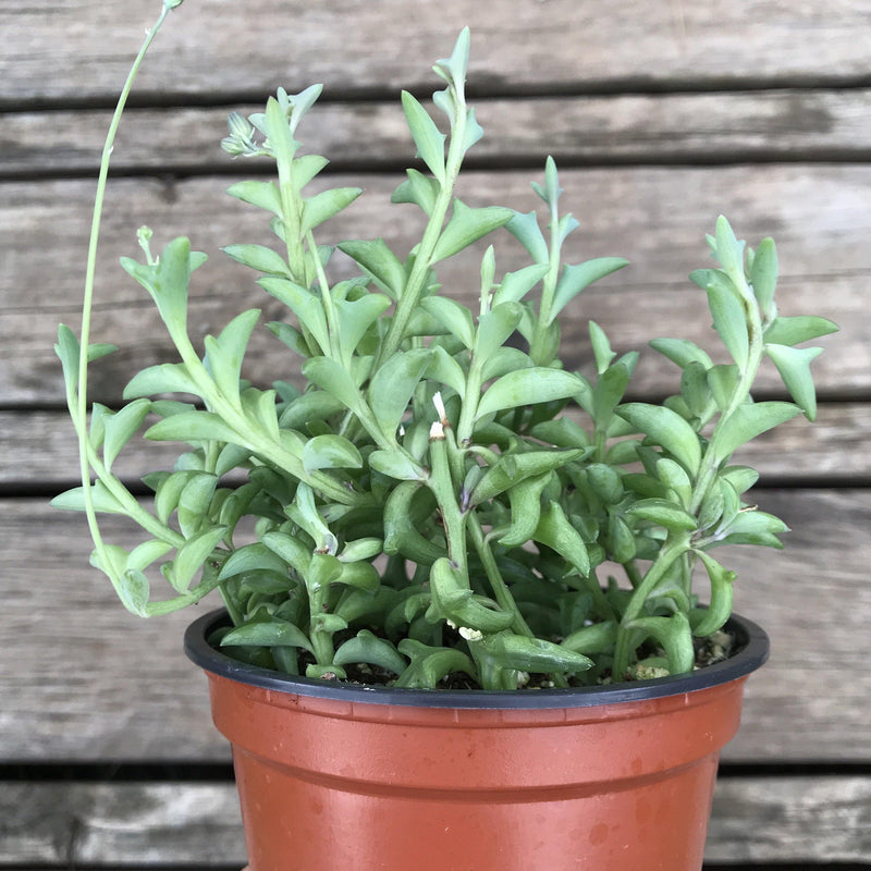 Side view showing multiple long stems of Senecio peregrinus String of Dolphins growing well above the top of the 4 inch nursery pot.