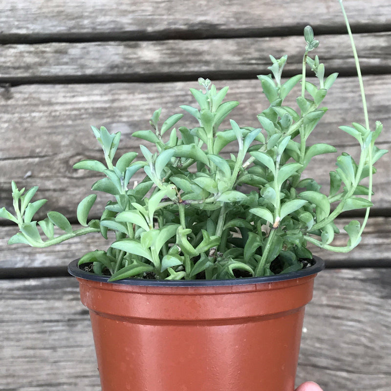 String of Dolphins succulent plant growing in a 4 inch pot. Side view shows strings reaching well above and past the nursery pot.