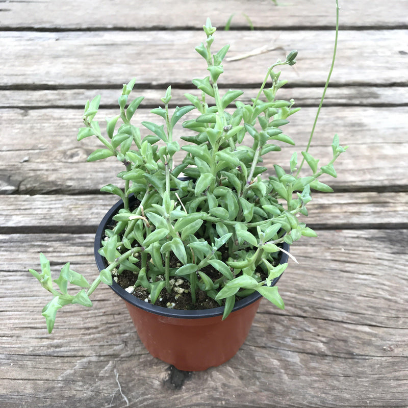 Senecio peregrinus String of Dolphins succulent plant growing in a 4 inch pot. Long, green stems with dolphin shaped leaves over-flowing pot.