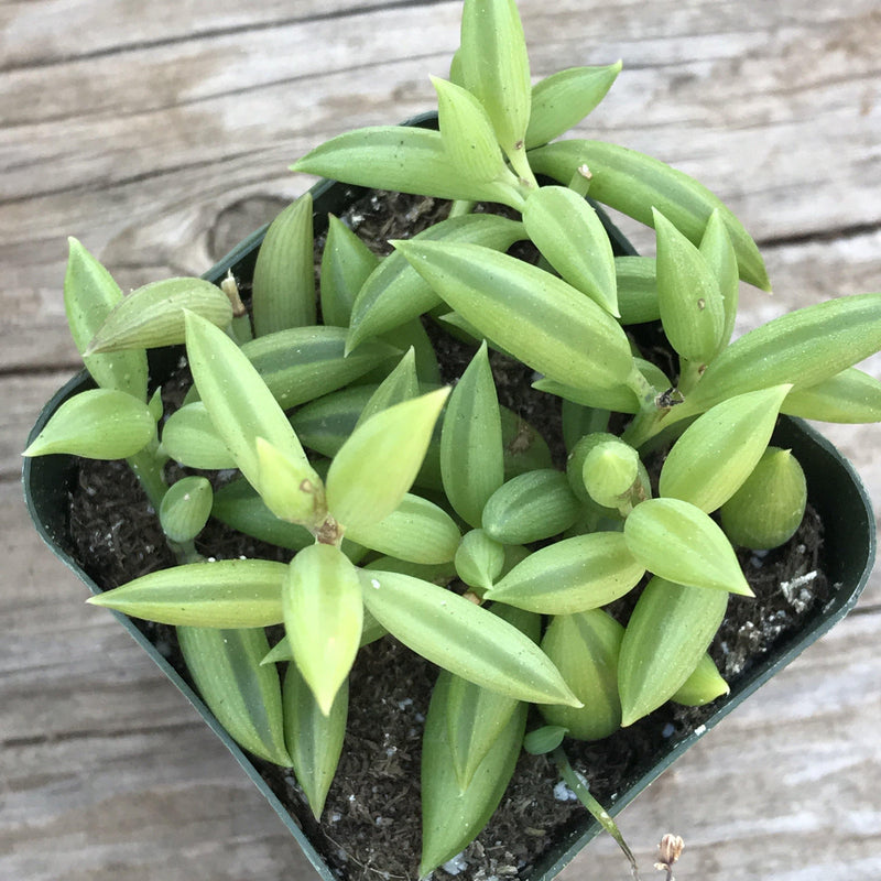 Senecio radicans String of Bananas, Top view, growing in a 2 inch pot. Multiple green stems with plump, banana-shaped leaves. 