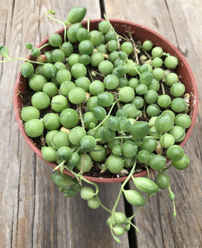 Zensability Online Plant Nursery String of Pearls Senecio rowleyanus live outdoor indoor hanging succulent garden plant, small round green leaves trailing on long vines, 4 INCH