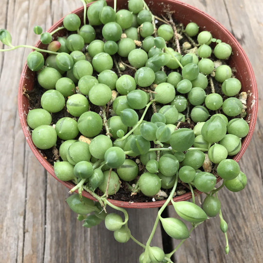 Senecio rowleyanus 'String of Pearls' - 2