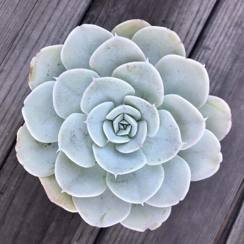 Blue rosette succulent plant top view. Tight rosette of broad, round leaves ending in a soft tip.