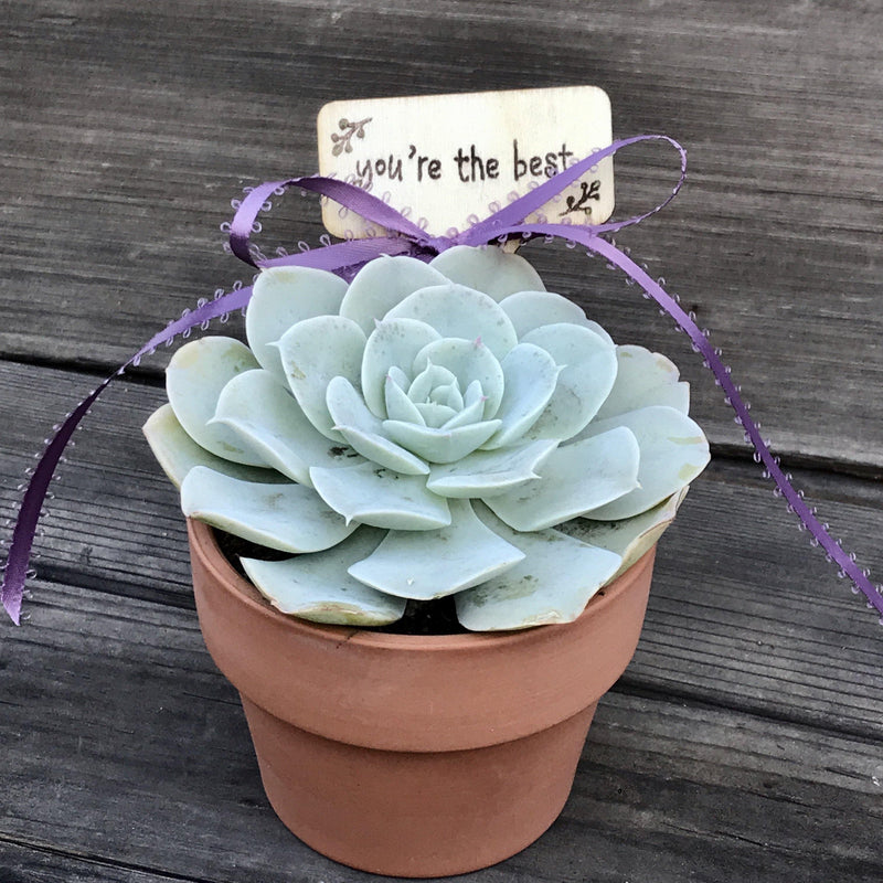 Full view of blue rosette succulent potted in 3.5 inch terracotta pot. Included is a custom message on wooden plant stake.