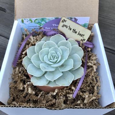 Open succulent gift box with "You're the Best" message and rosette succulent in terracotta pot.