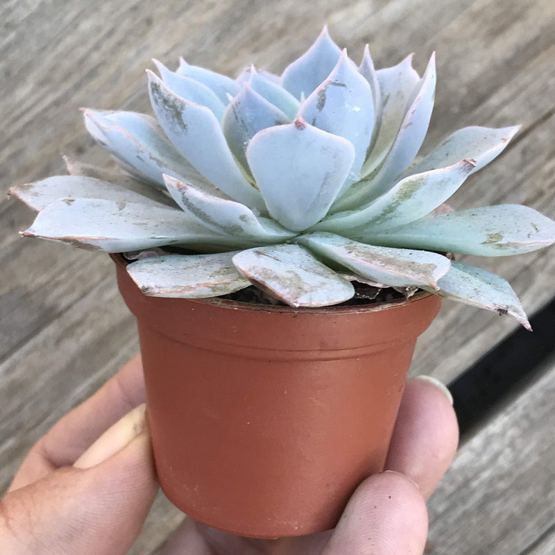 Side view of blue rosette succulent plant growing in 1.5 inch nursery pot. Leaves extend well past pot rim.