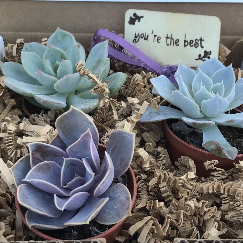 Rosette succulent gift box with personal message. Plants growing in 1.5 inch pots.