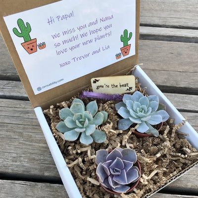 Three rosette succulent plants in 1.5 inch pots Gift Box with Personal Card and message. 