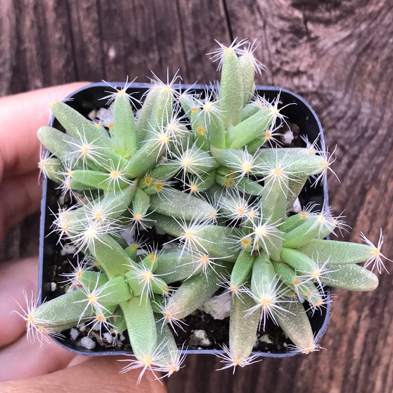 Trichodiadema densum "African Bonsai" succulent plant in 2 inch pot. Cluster of long green leaves with sprout of spines at the ends. Zensability.
