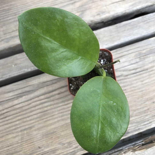 Hoya australis - 3”