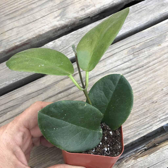 Hoya australis - 3”