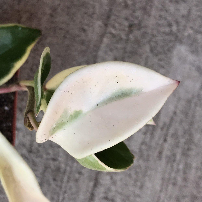 Hoya carnosa &