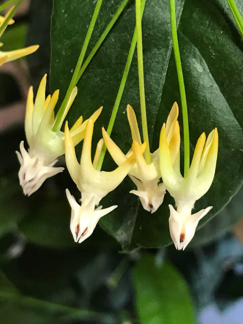 Rare Hoya multiflora &