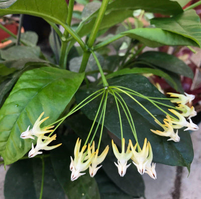 Zensability Online Plant Store, Rare Hoya multiflora 'Shooting Star' Rooted LIVE Hanging House Plant, 2.5 INCH, Broad Green Leaves with white star shaped blooms