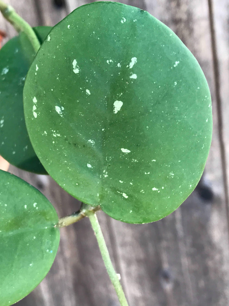 Hoya obovata close up of silver speckle &