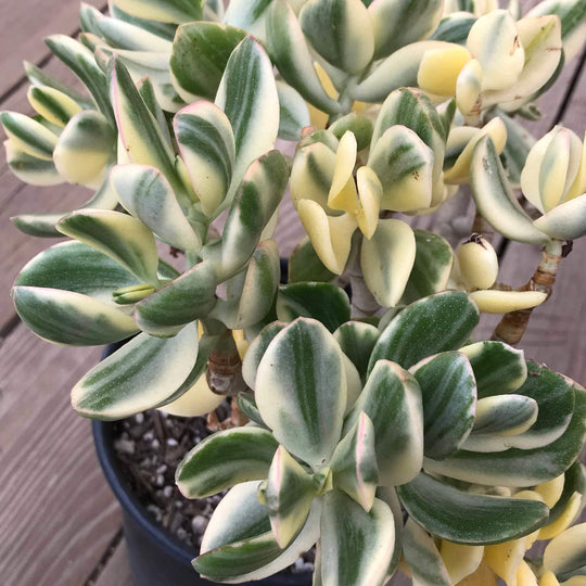 Cuttings - Variegated Crassula ovata ‘Tricolor’(2)