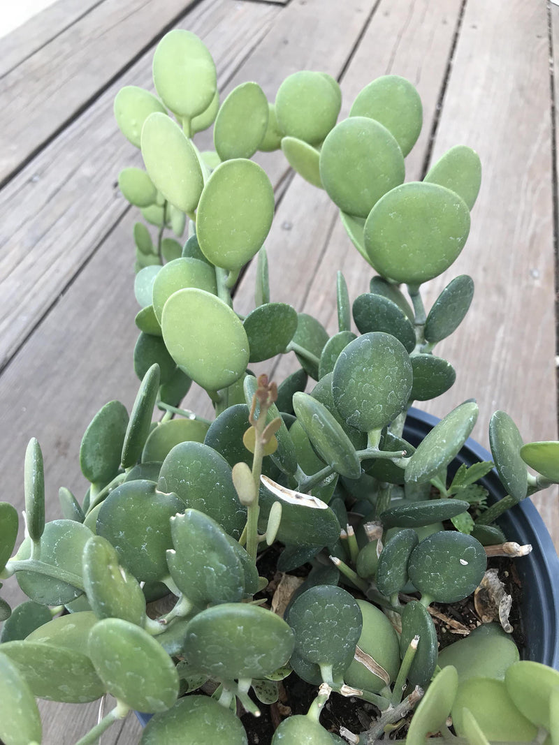 Cuttings - &