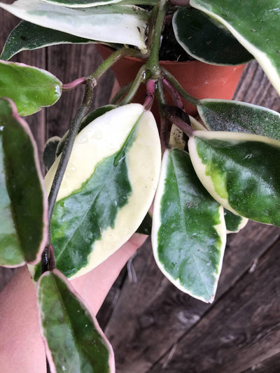 Hoya carnosa 'Krimson Queen' plant cuttings, live unrooted houseplant