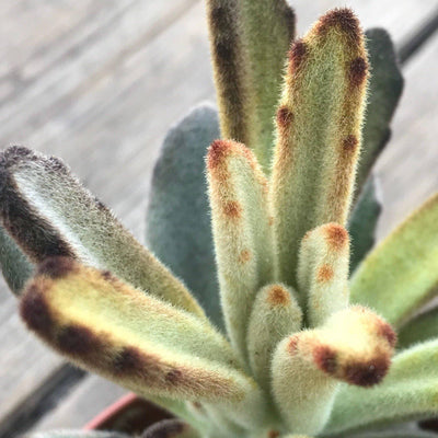Kalanchoe tomentosa 'Chocolate Soldier' live rooted fuzzy succulent plant gift, 2" and 4"