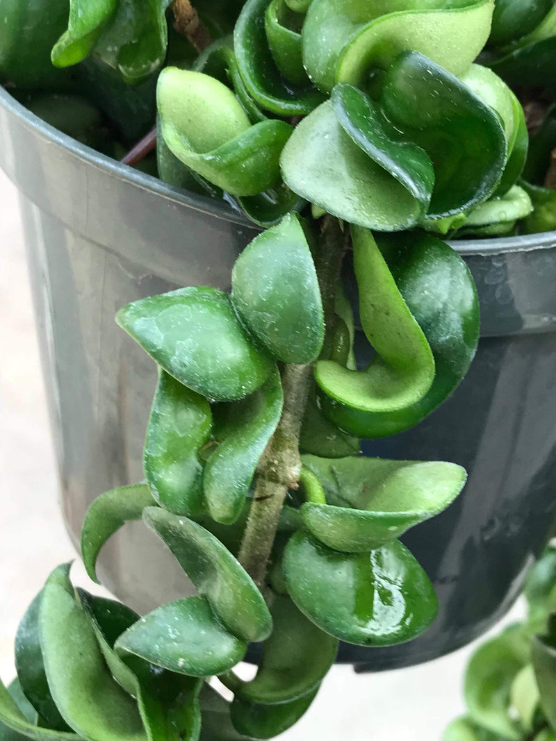 Cuttings - Hoya compacta &