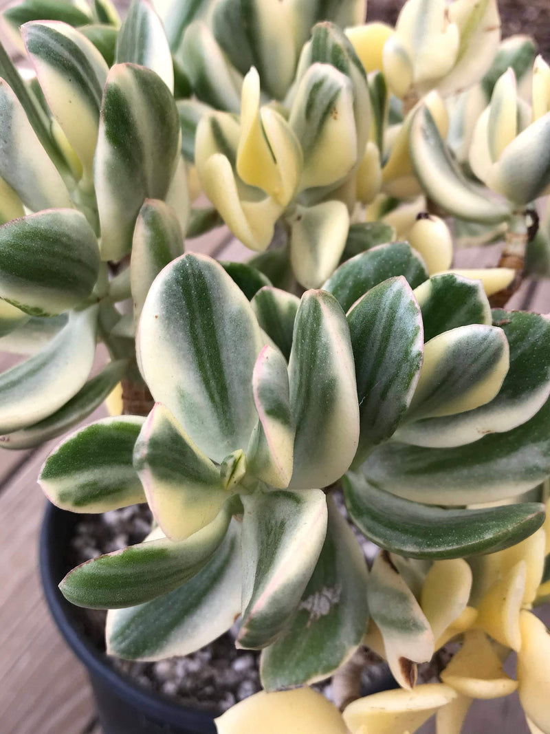 CUTTINGS Variegated Zensability Crassula ovata Plants, Live Unrooted, (two, 2-3 INCH)
