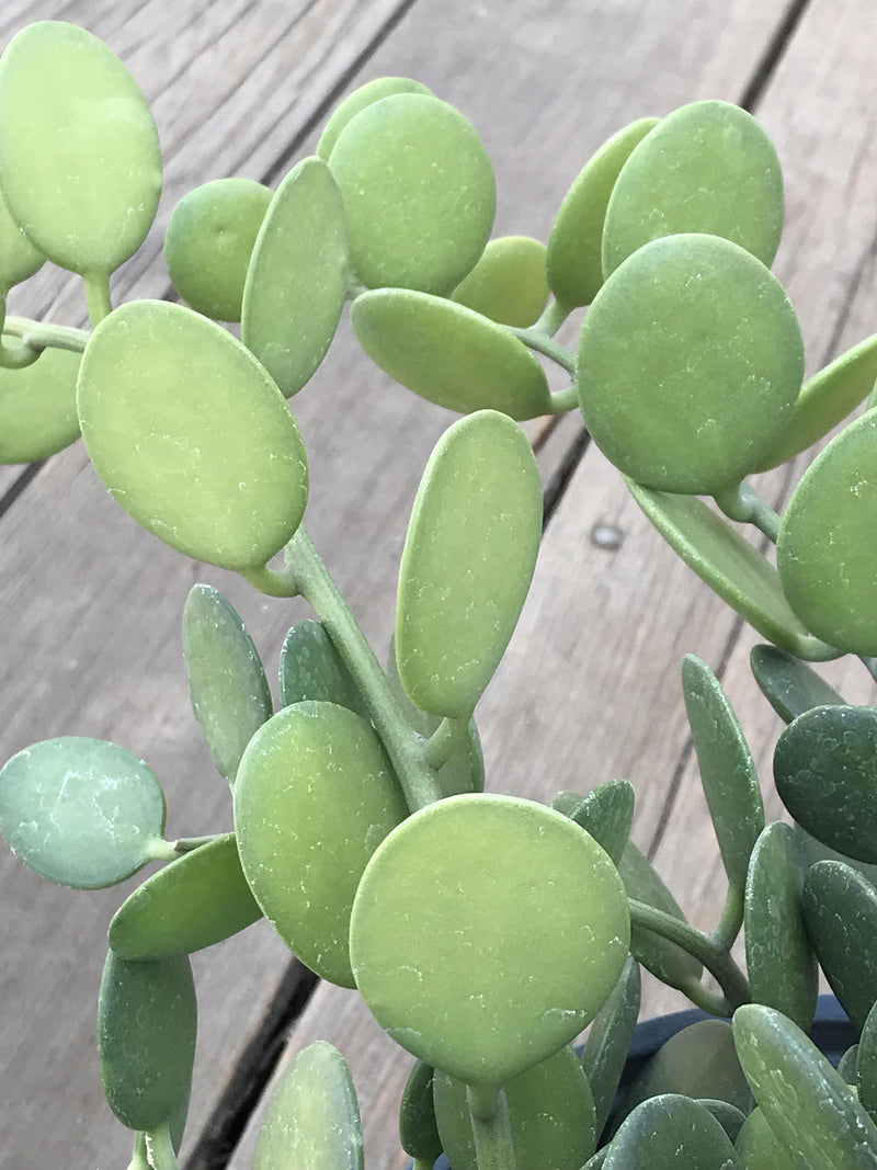 Cuttings - &