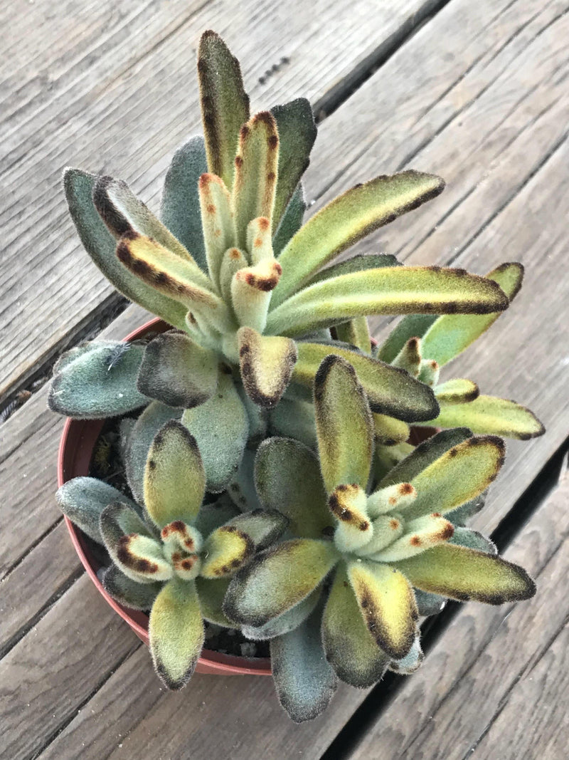 chocolate soldier succulent propagation Kalanchoe Tomentosa Chocolate Soldier - Succulent Plant