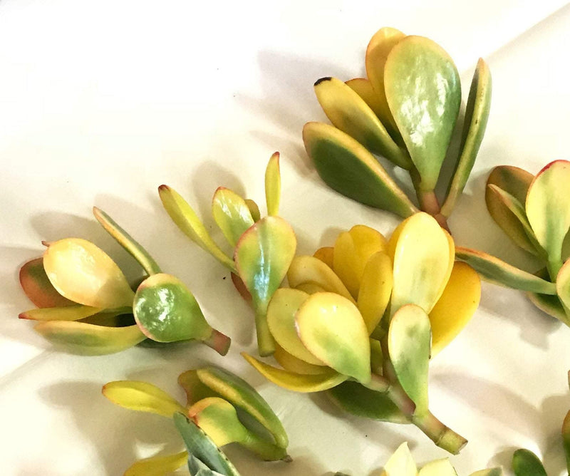 Zensability Gold Yellow Green Red Succulent Plant CUTTINGS - Live Crassula ovata &