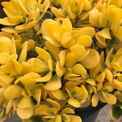 Zensability Gold Yellow Green Red Succulent Plant CUTTINGS - Live Crassula ovata 'Hummel's Sunset', set of 2