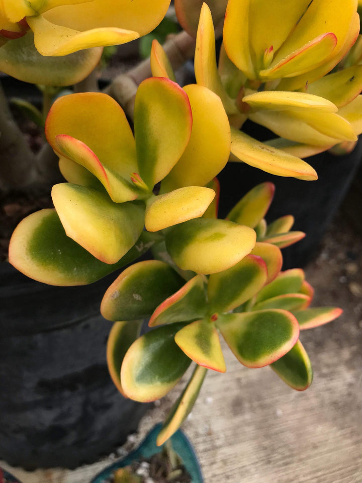 yellow humbert succulent Cuttings - Crassula 'Hummel's Sunset' -Easy-care plants