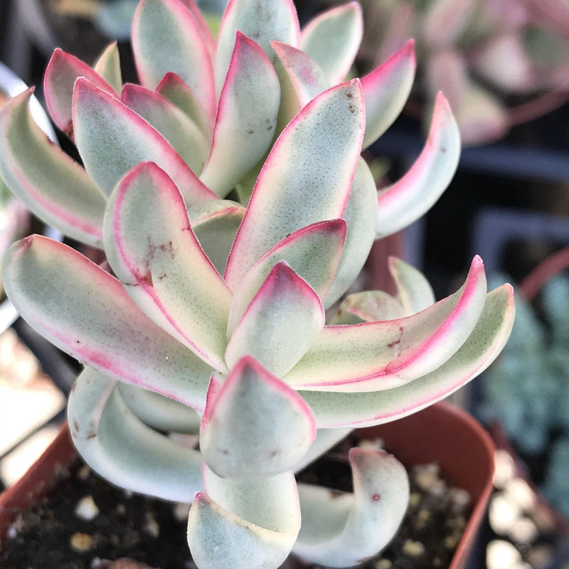 Side view of pink and white variegated Crassula &