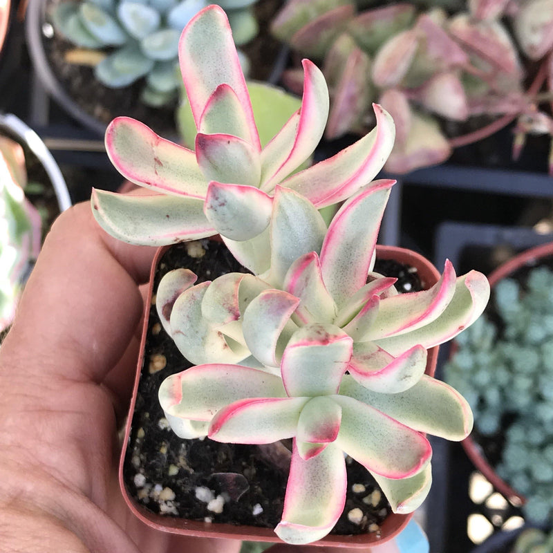 Zensability Crassula &