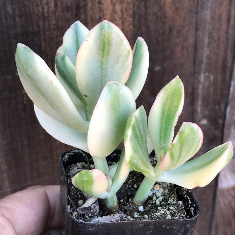 Crassula ovata variegata, live small succulent plant for succulent arrangements, live rooted plants, oval shaped leaves grwoing around an upright stem, each leaf is uniquely colored with a center green stripe and cream margins, Zensability Plants, Succulents and Hoyas