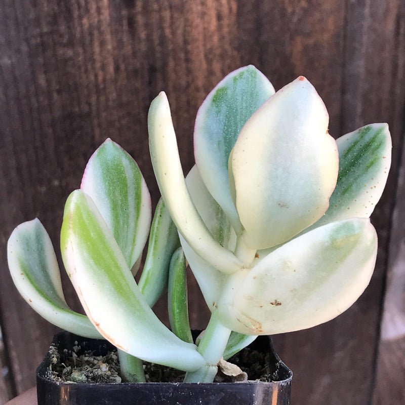 Crassula ovata variegata, live small succulent plant for succulent arrangements, live rooted plants, oval shaped leaves grwoing around an upright stem, each leaf is uniquely colored with a center green stripe and cream margins, Zensability Plants, Succulents and Hoyas