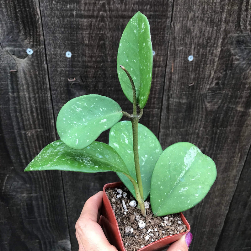 Hoya obovata in 2 inch pot with large green oval leaves with silver &