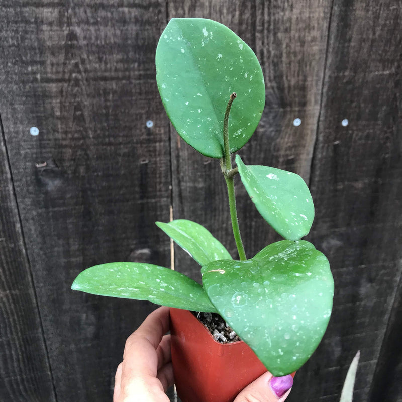 Image of size of rooted Hoya obovata wax plant with one rooted stem and multiple leaf nodes - Zensability