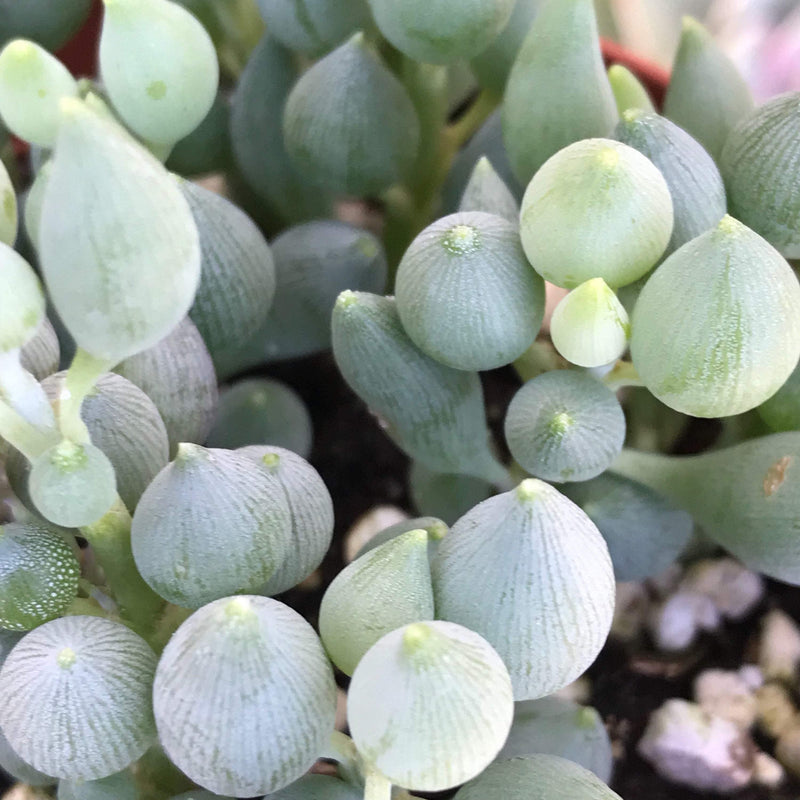 Senecio citriformis - 4” - Zensability