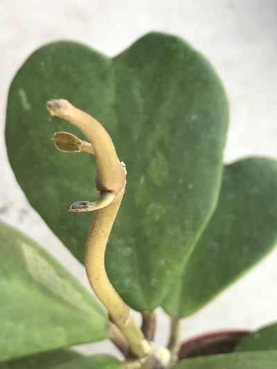 Cutting Hoya kerii 'Sweetheart Hoya'  unrooted plant; one cutting with at least one leaf node, heart-shape hanging houseplant