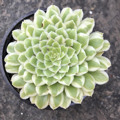 Aeonium 'Emerald Ice' variegated real live succulent plant gift,  2 INCH or 4 INCH, small variegated leaves in a tight rosette, a mandala of greens and creams, Zensability Plants, Succulents and Hoyas
