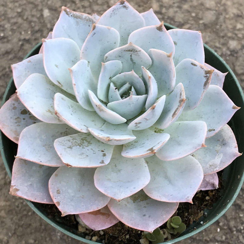 Echeveria subsessillis - Live Rooted Succulent Garden Plant, 4 INCH Zensability