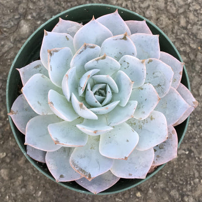 Echeveria subsessillis - Live Rooted Succulent Garden Plant, 4 INCH Zensability