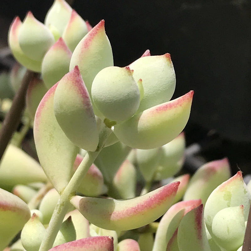 CUTTINGS rare Cotyledon pendens Live UNROOTED Zensability Succulent Plant