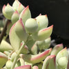 Cuttings - Cotyledon pendens (2-3”)