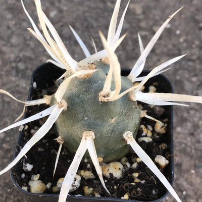 Tephrocactus articulatus 'Paper Spine Cactus' - 2” - Zensability