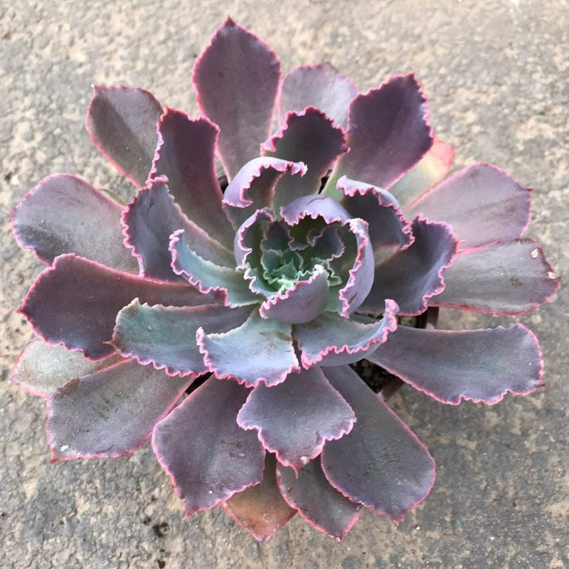 Echeveria &