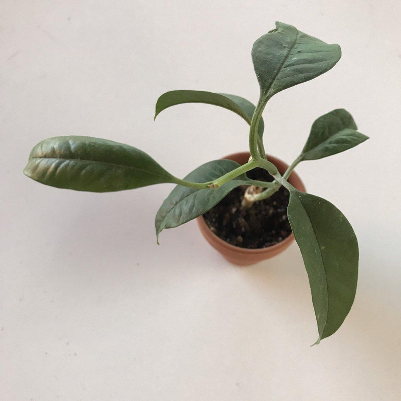 Hoya multiflora &