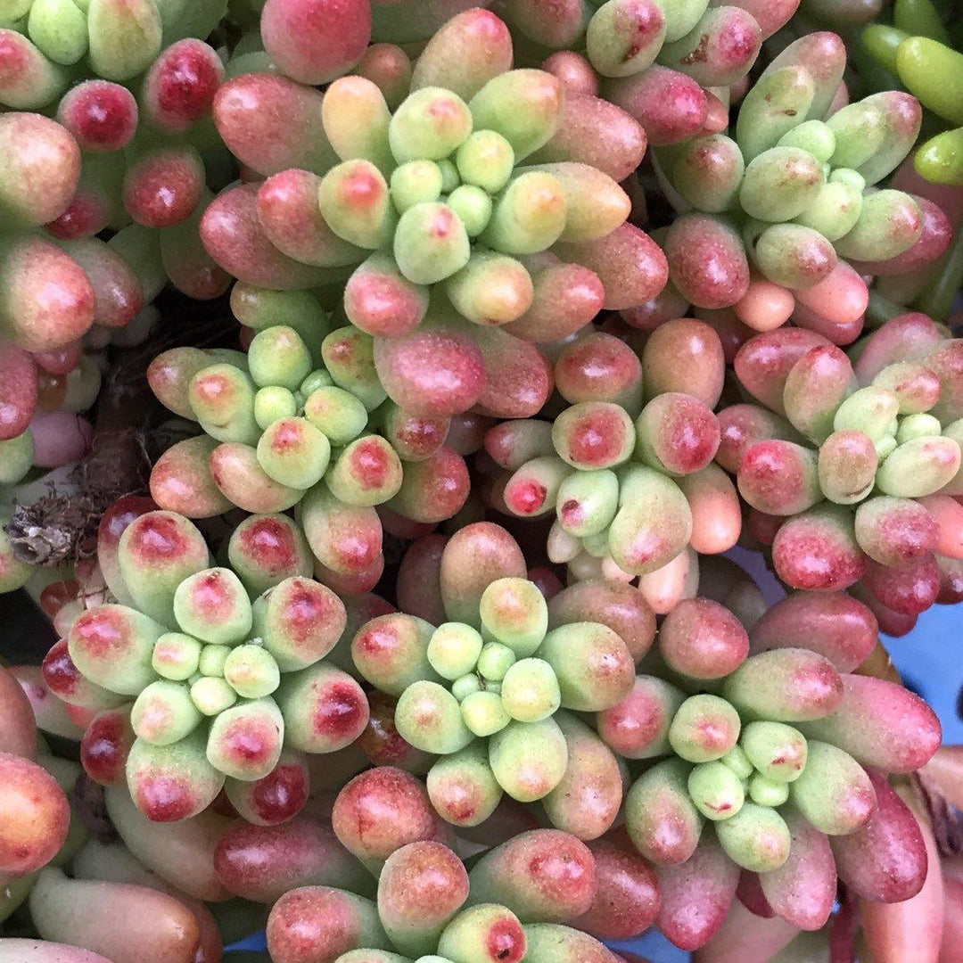 sedum aurora succulent Cuttings - Jelly Bean Plant
