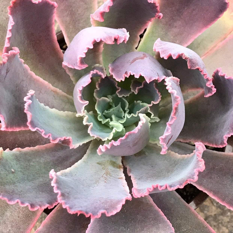 Echeveria &