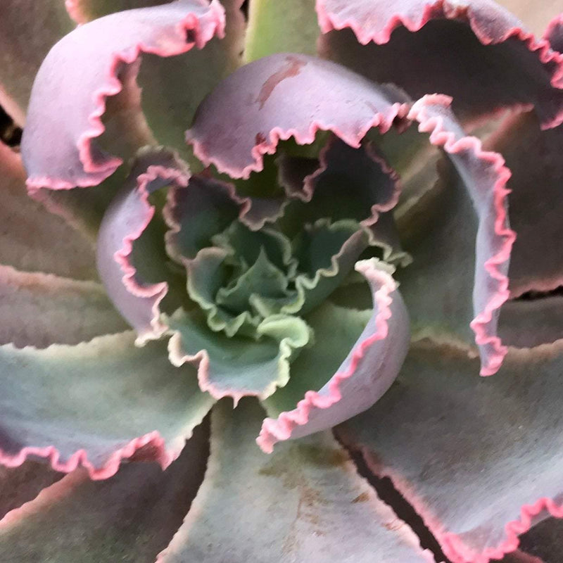 Echeveria &
